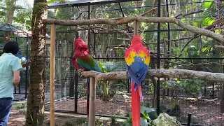 Parrot’s dance. Sunken Gardens