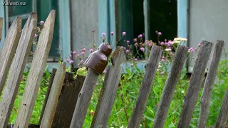 ГАЛИНА ПОГОРЕЛЬСКАЯ - СТАРЕНЬКИЙ ДОМ