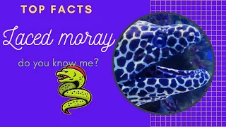 laced moray facts | leopard moray | leopard moray eel | tessellate moray | honeycomb moray