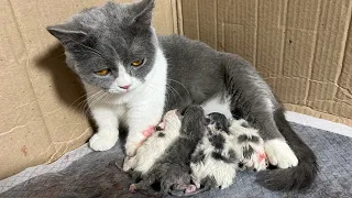 Munchkin cats giving birth to kittens.