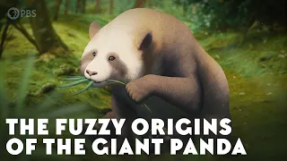 The Fuzzy Origins of the Giant Panda