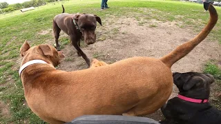 Pit Bull Mom Protects Her Puppies From Bully Dog