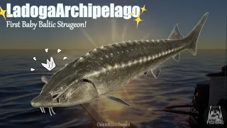 (RussianFishing4) Ladoga Archipelago Trolling! First Time Caught Baby Baltic Sturgeon!