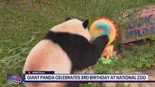 Giant panda Xiao Qi Ji celebrating 3rd birthday at National Zoo