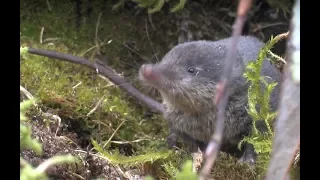 The Water Shrew - The British Mammal Guide