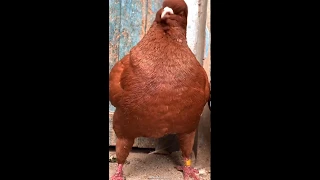 pigeon + chicken = ?