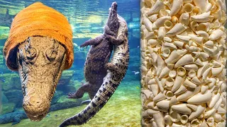 Crocodiles உடைய மொத்த பரம்பரையும் இங்கதான் இருக்கு | 65Million Year Old Crocodile