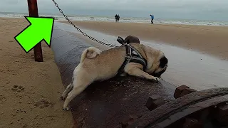 МОПСЫ, с ними не заскучаешь!!! Воспитание собаки. PUG !!!