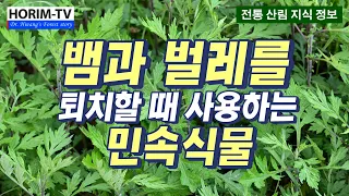 뱀과 벌레를 퇴치하는 민속식물, 숲 전문 HORIM-TV