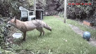 Father Fox enjoying the dawn chorus and chasing Sparrows this morning.