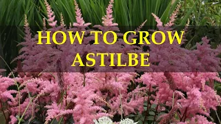 HOW TO GROW ASTILBE