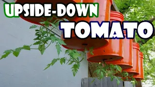 How To Build Upside Down Tomato Bucket - Gardening Tips