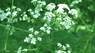 ENJOY DANISH SUMMER // SUMMER IN DENMARK 🌸🌺🌹🌷