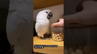 Marni the Cockatoo knows when it's bed time (and time for his evening snack)