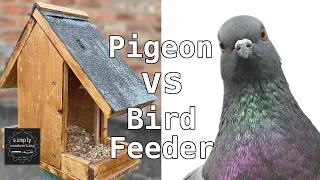 Simply Woodworking - Pigeon vs Bird Feeder