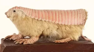 10 SCARIEST Animals You Won’t Believe Exist!