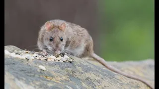 Why so many rats? Growing number of Massachusetts communities being overrun by pesky rodents