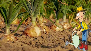 Когда сажать лук севок весной в открытый грунт и как правильно это сделать