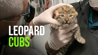 Two Amur Leopard Cubs Born At Saint Louis Zoo