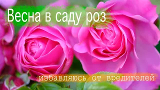 Розы в саду 2022. Розы весной в Англии. Как избавится от вредителей роз? Ухаживание за розами.