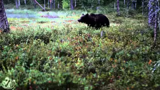 Brown bears in Finland