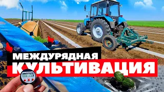 Культивация 🚜🌱💦 7 05 23