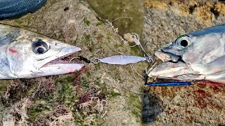 Enjoyable shore jigging fishing morning ☀️ with two target fish caught 🎯 EN Subs 4K video