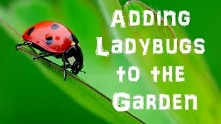 Adding Ladybugs to the Garden