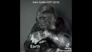 Koko gorilla last words