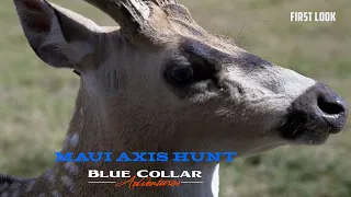 BLUE COLLAR ADVENTURES - Maui Edition axis hunting