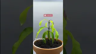 mango tree grow timelapse 😱 1 year in Just 50 second #shorts #timelapse