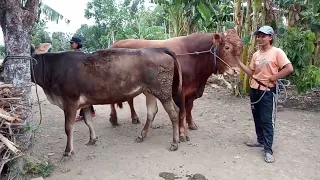 i am come back meeting cow & bull Sexiest zoom Girl