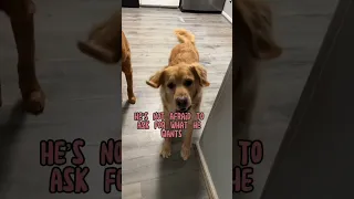 Just a few things that make Sam, Sam! #goldenretrieverlife #goldenretrievers #funnydogvideos