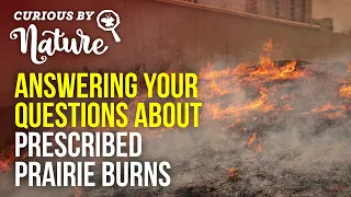 All About Prairie Burns (What Are Prescribed Burns?)