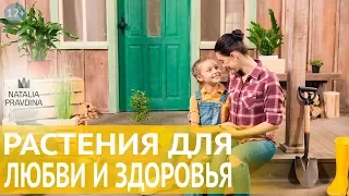 Фен Шуй растений в квартире для здоровья и привлечения любви. Наталия Правдина✦Все по Фен Шуй