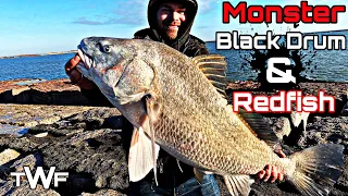 Catching MONSTER Black Drum & Redfish On The PORT ARANSAS Jetty