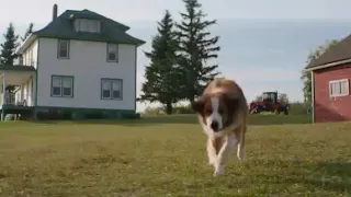 Собачья жизнь клип