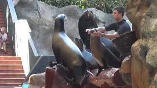 LORO PARK .TENERIFE.AMAZING PERFORMING SEALS