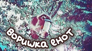 Воришка Енот