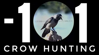 Crow Hunting отстрел вредителей