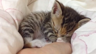 Kittens Sleeping in Hands