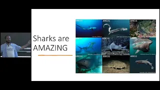 Why Sharks Matter: Shark Science and Conservation