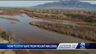 Mountain lion seen in NE Albuquerque