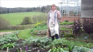 Planting artichokes with alliums