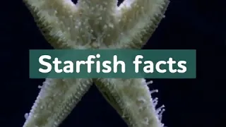 Facts You Didn't Know About Starfish ⭐UberFacts