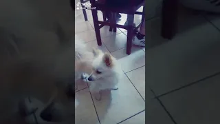 La reazione del mio cane tik tok