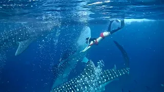 Bohol in the Philippines where whale sharks and free-diving l Southeast Asian scuba diving