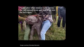 The Rescue of elephant calf- Kinyei.