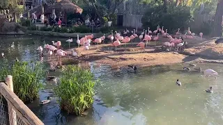 The San Diego Safari Watching Flamingos 🦩 With My Friends