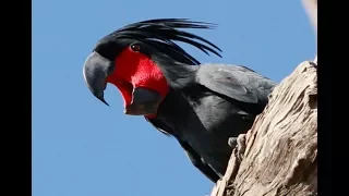 The Drumming Bird - The elusive palm cockatoo